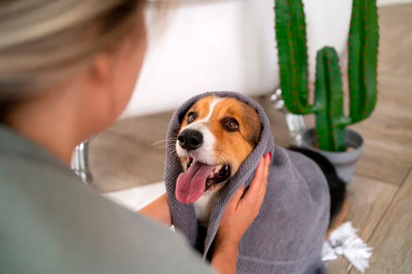Laver son animal de compagnie-chien à la maison